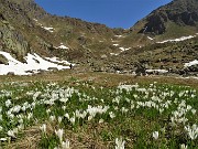 16 Tanti Crocus vernus 